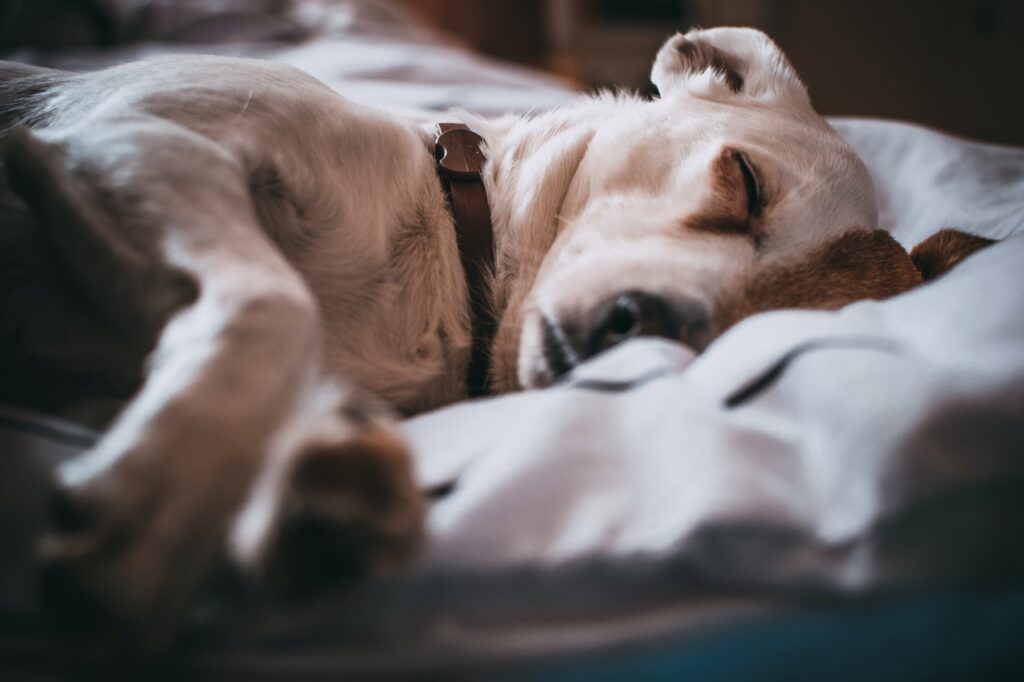 Bürohund