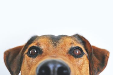 Bürohund