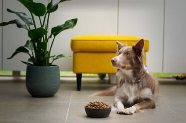 Hundefutter sensitiv