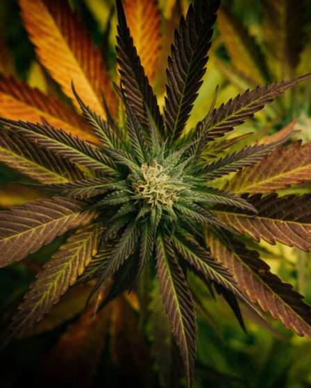 Schöne Aufnahme einer Marijuanapflanze