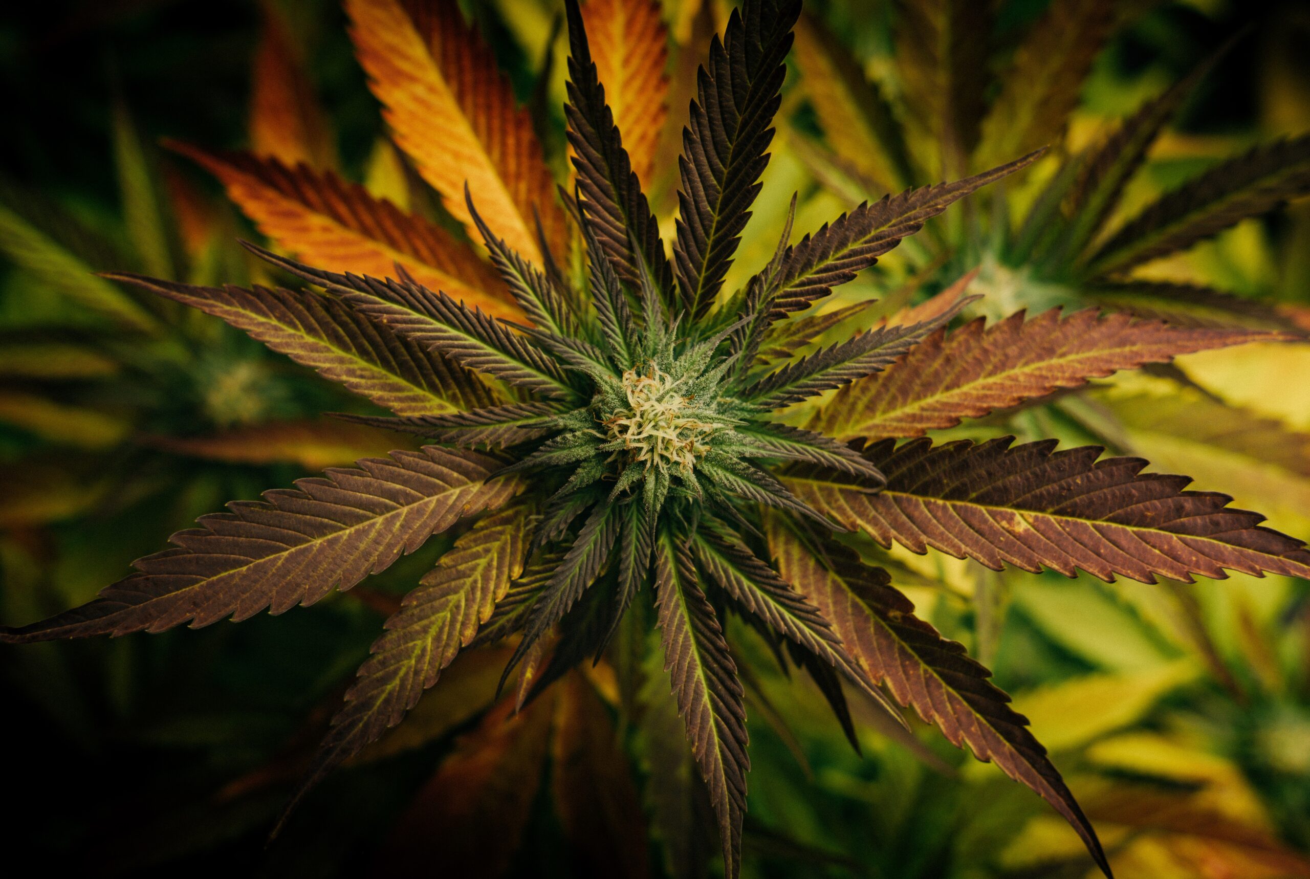 Schöne Aufnahme einer Marijuanapflanze