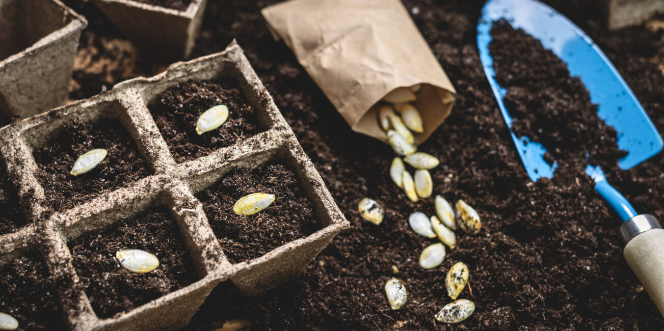 Aussaat von Kürbissamen in den Boden. Gartenarbeit im Frühling. Einpflanzen von Samen in einen Torf-Topf auf dem Tisch