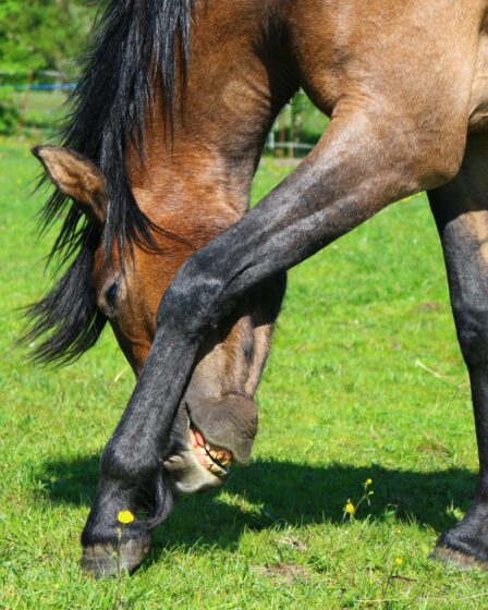 Pferd