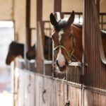 Ein sauberer, heller Pferdestall und ein ruhiges Pferd